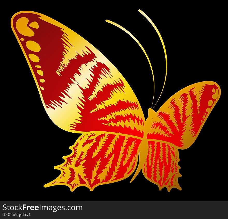 beautiful butterfly for a design