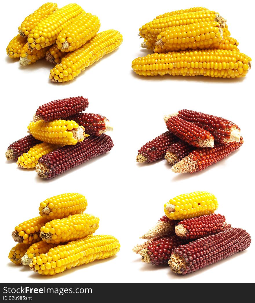 Fresh Corn