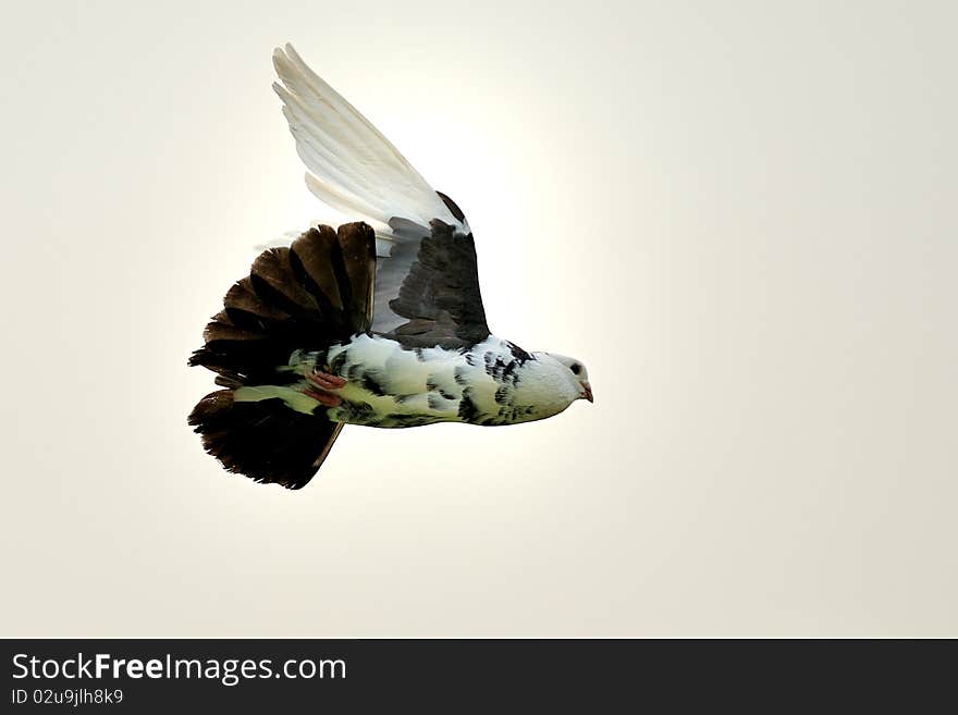 White dove in flight