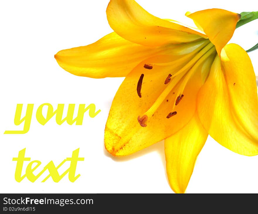 Lilies isolated over white background. Lilies isolated over white background