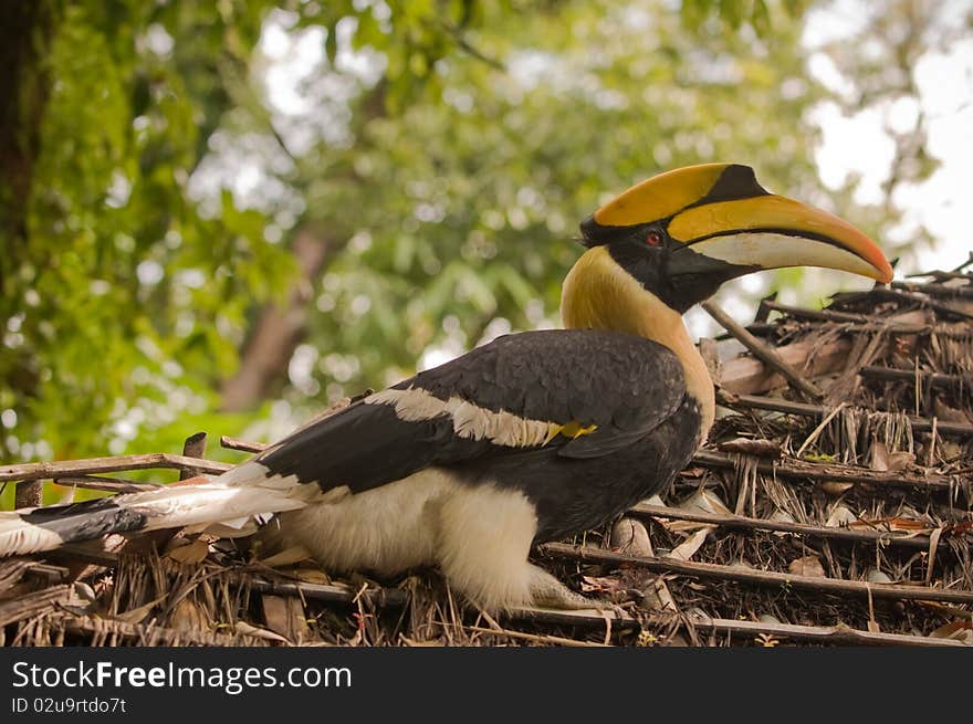 Hornbill.