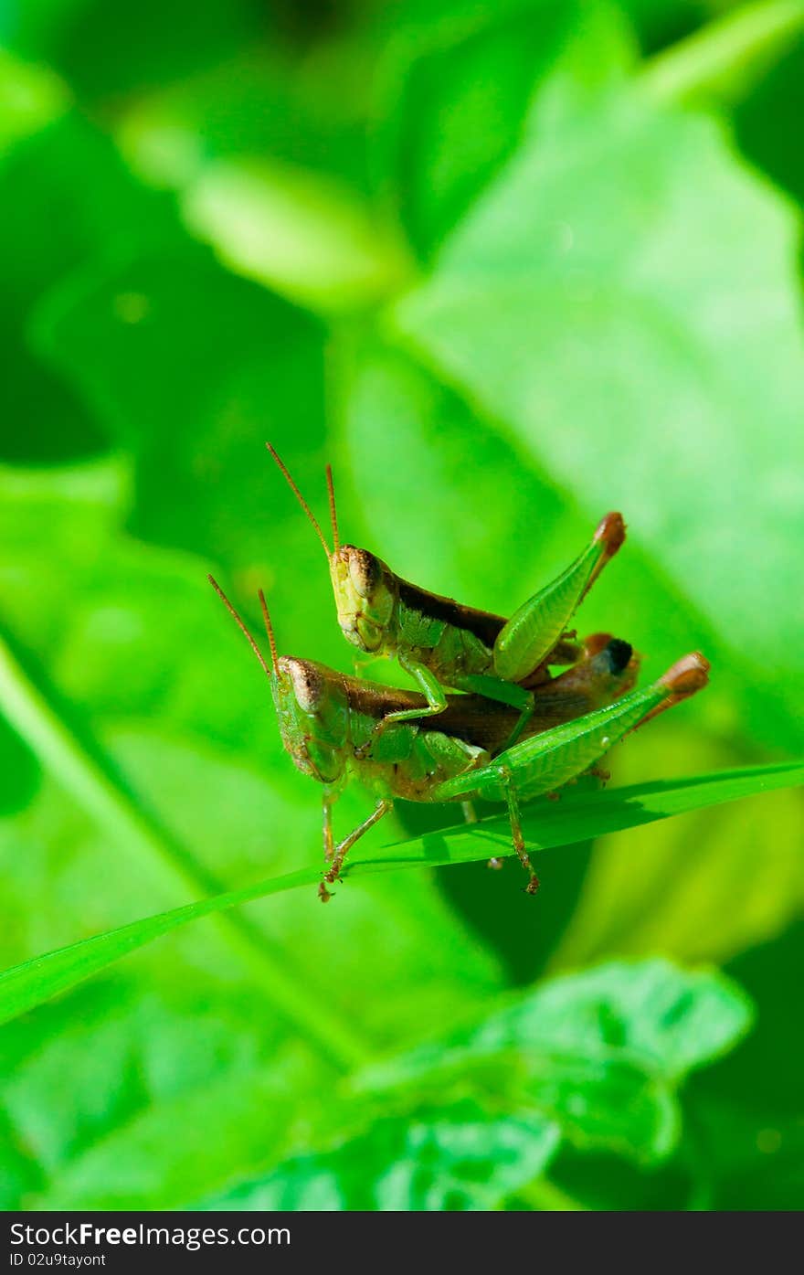 The Mating Season of Grass Hopper. The Mating Season of Grass Hopper