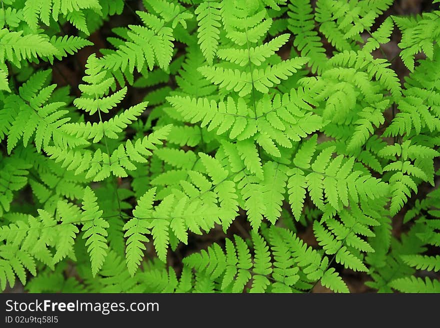 Green leaves of a fern