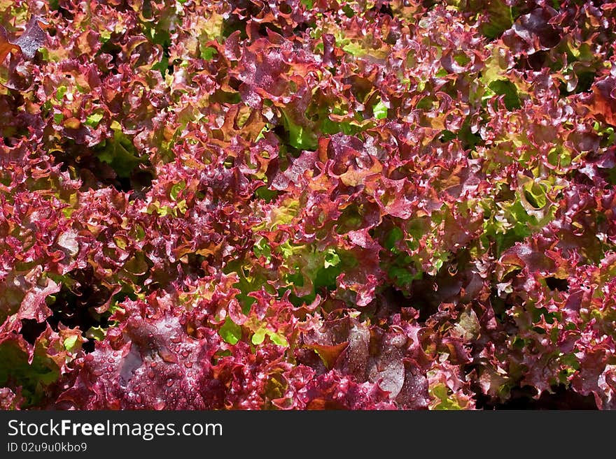 Violet lettuce with drops of water can be used as background