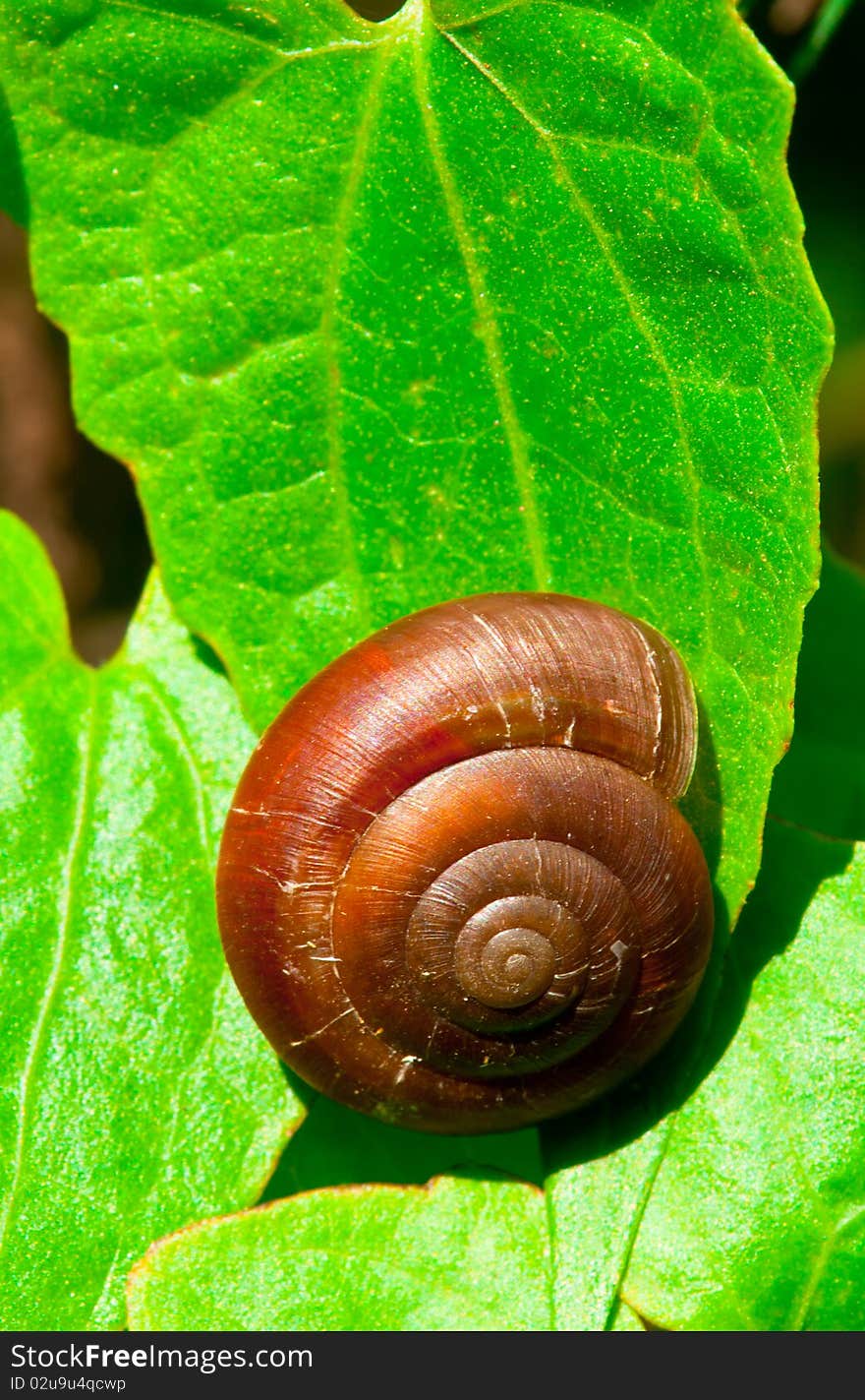 A Landscape View of Snail Shell with Leaf Background. A Landscape View of Snail Shell with Leaf Background