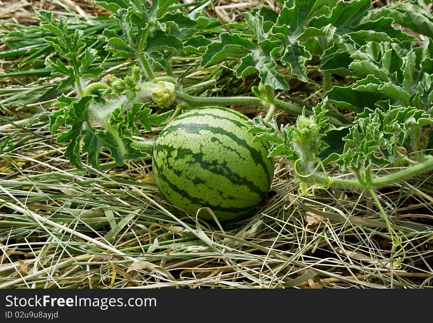 Green striped water-melon