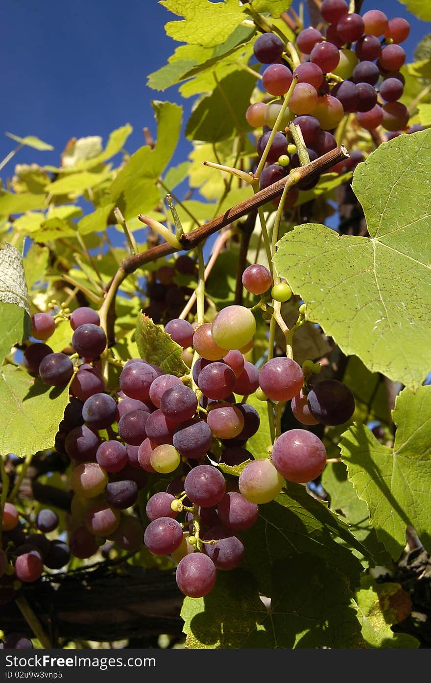 Grapes