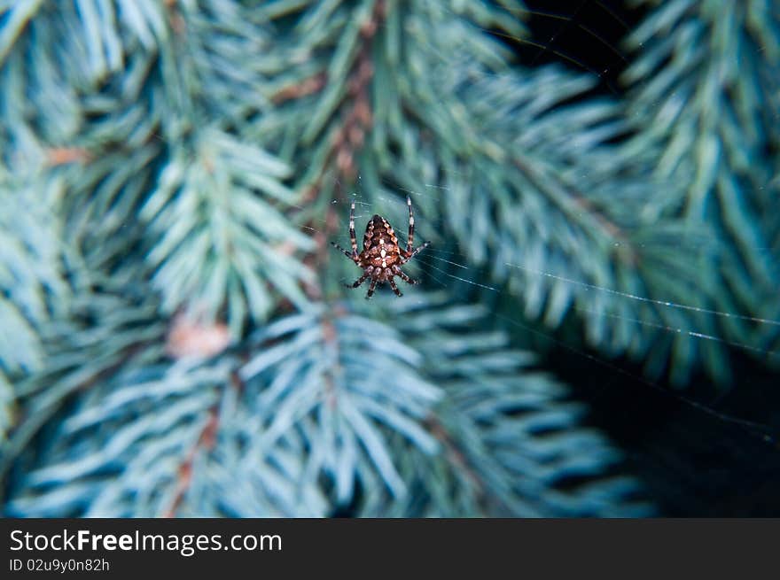 Spider On Web