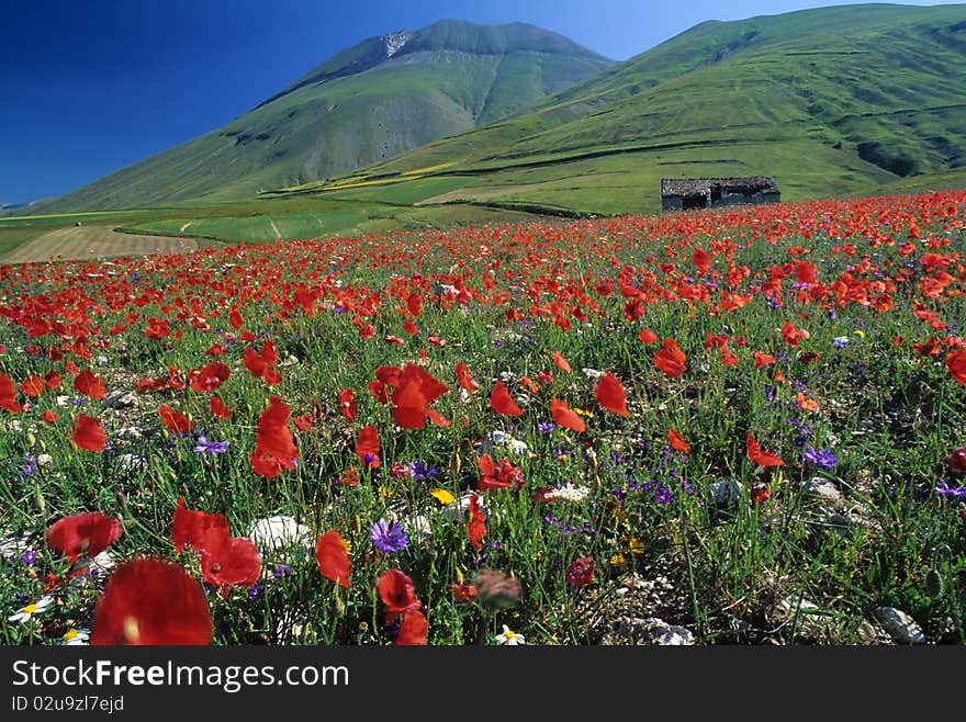 The Poppies And The Mountain