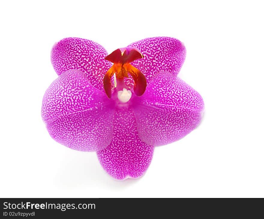 Orchid, isolated on white background