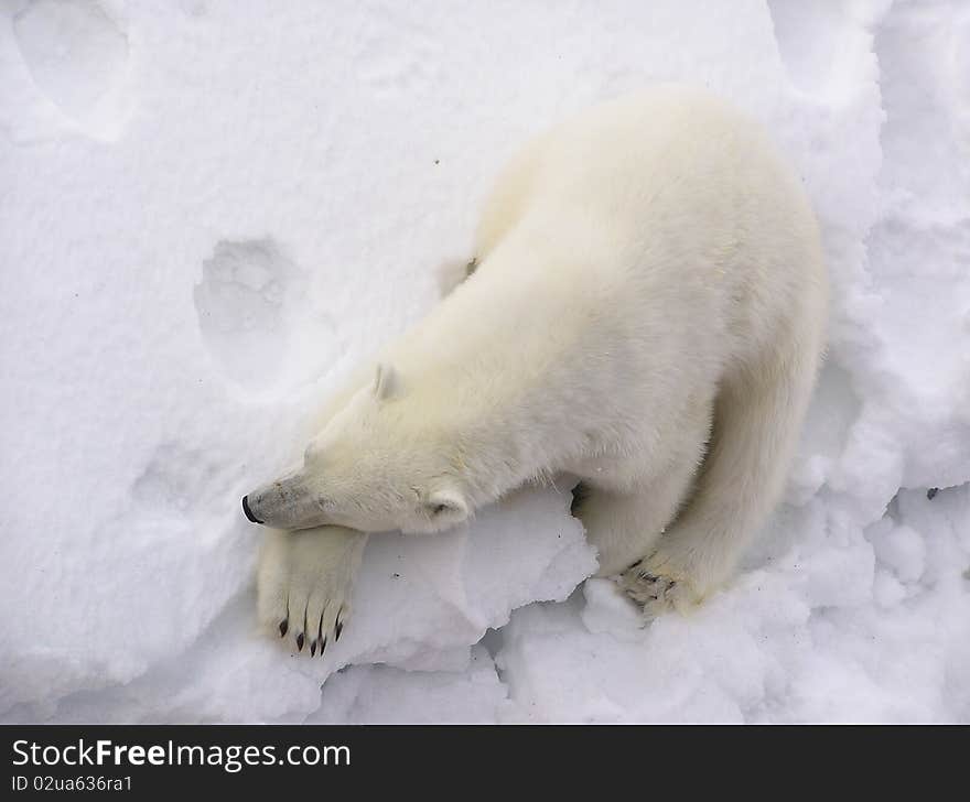 Polar bear