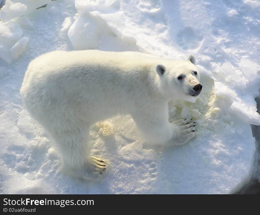 Polar Bear