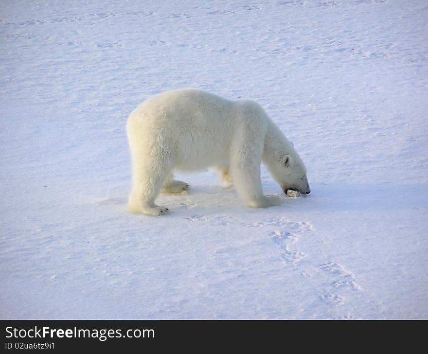 Polar bear