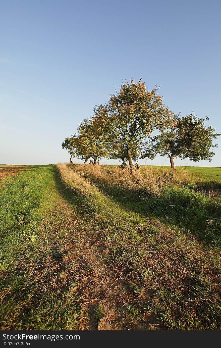 Nature Tree, Blue Sky, Summer