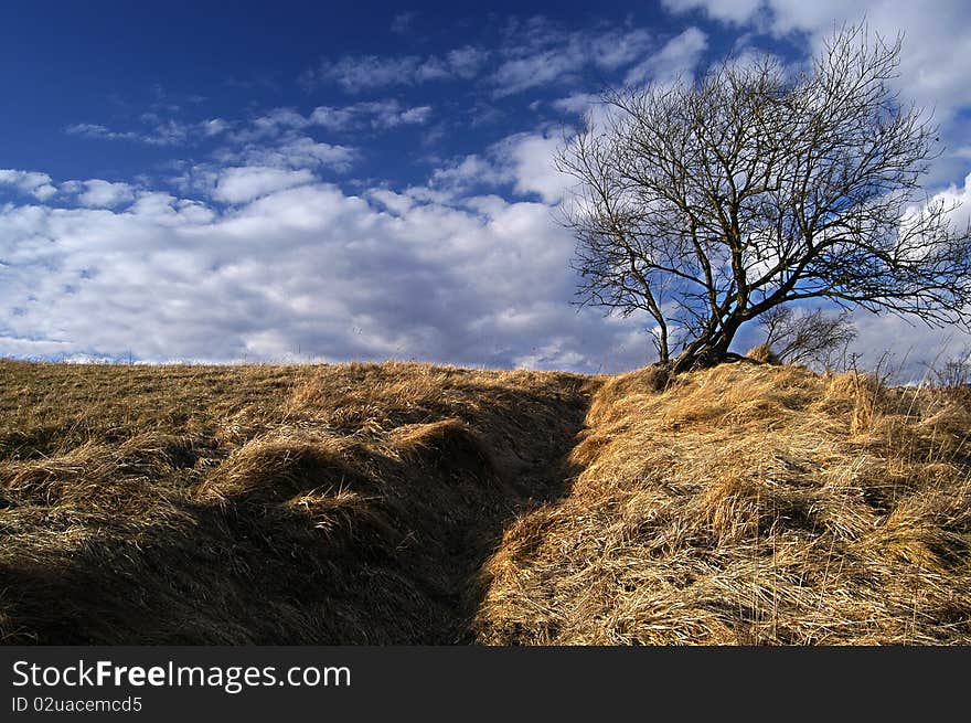 Solitary tree on the hills above the city Ružomberok