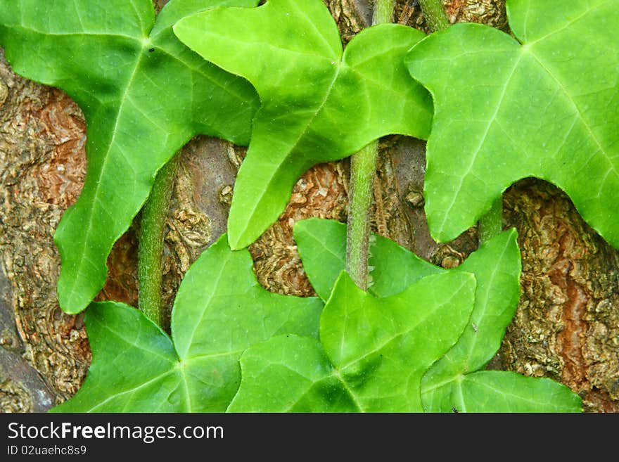 Ivy leaves