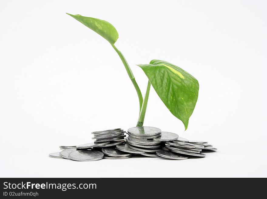 Closeup of a growing plant in coins