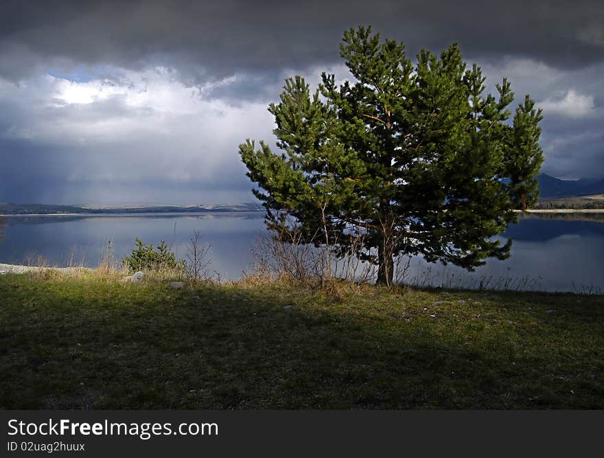 Pine on the edge Liptovská Mara lake before the storm. Pine on the edge Liptovská Mara lake before the storm