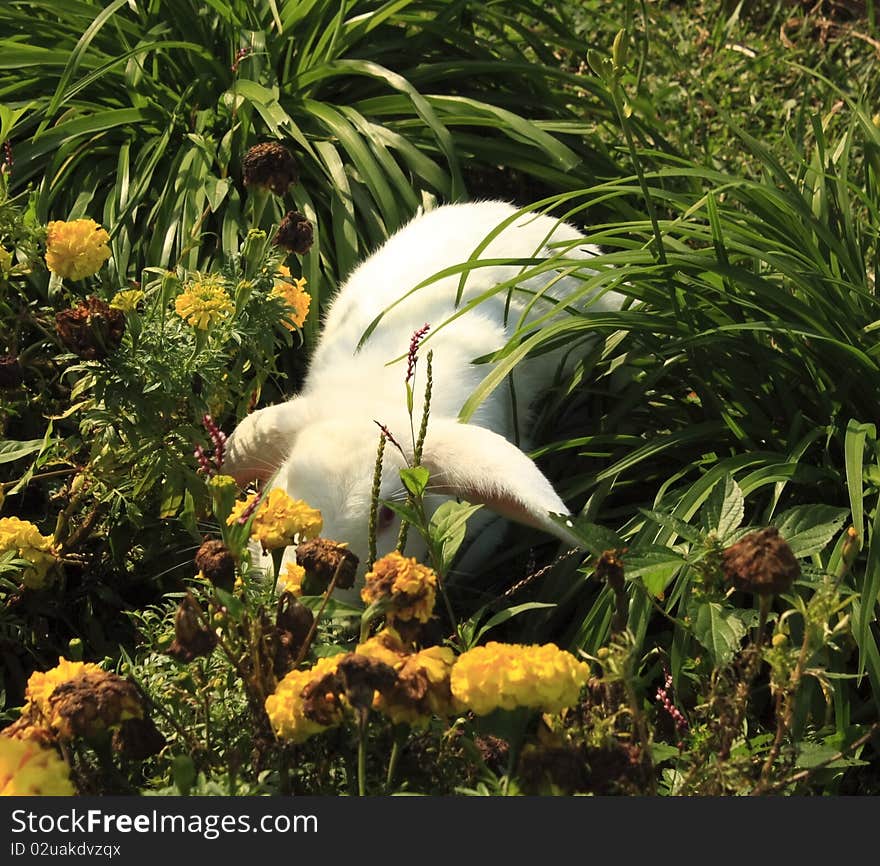 White bunny nestled in the flower garden. White bunny nestled in the flower garden.