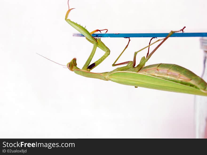 Mantis climbs on round glass plate photos taken on a white background