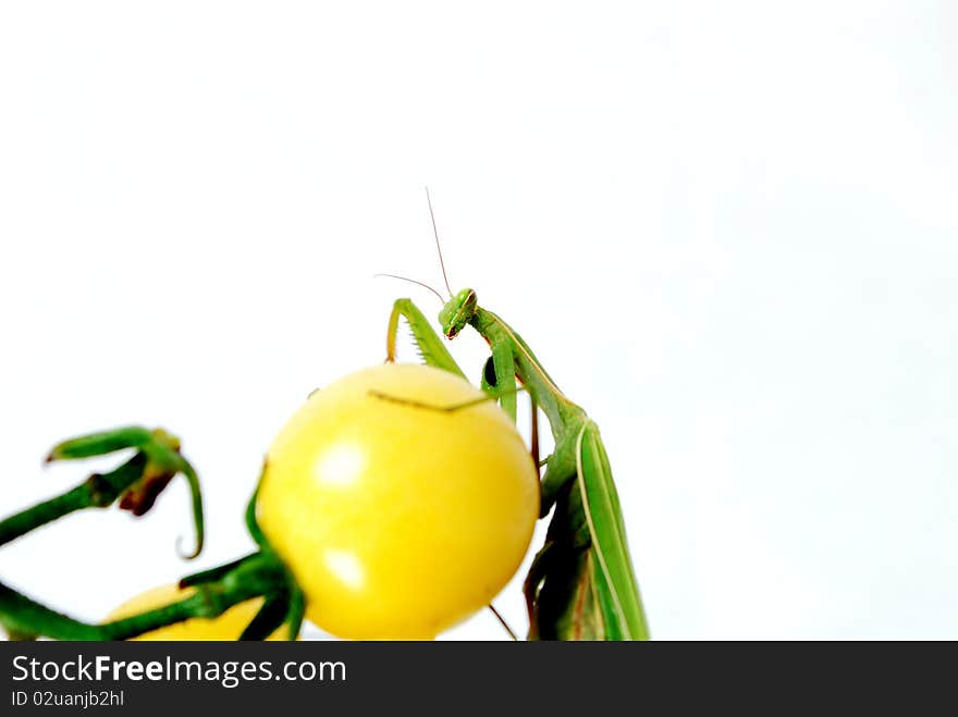 Mantis on the yellow tomatoes