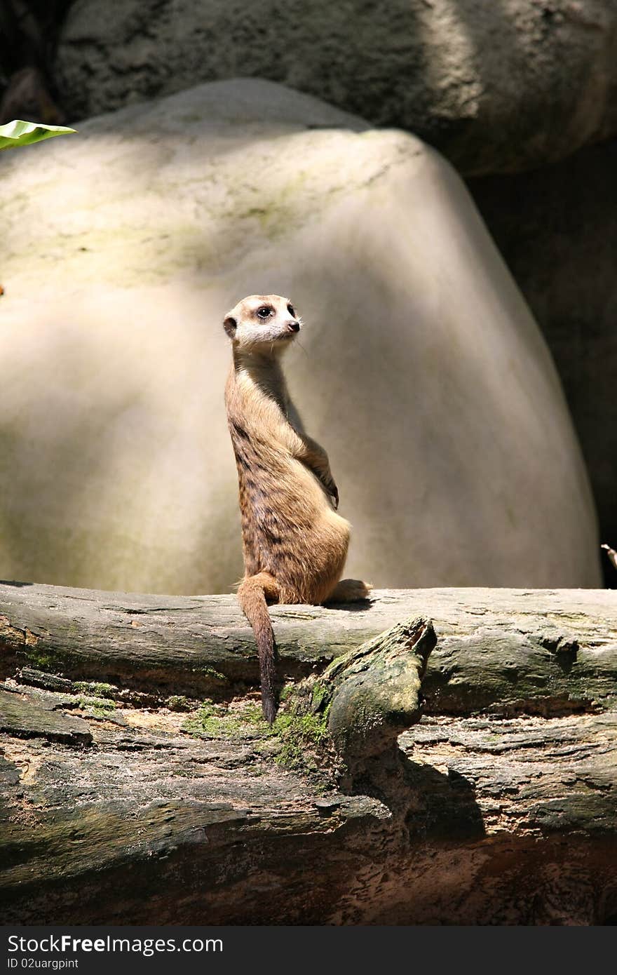 Meerkat standing alone looking around. Meerkat standing alone looking around