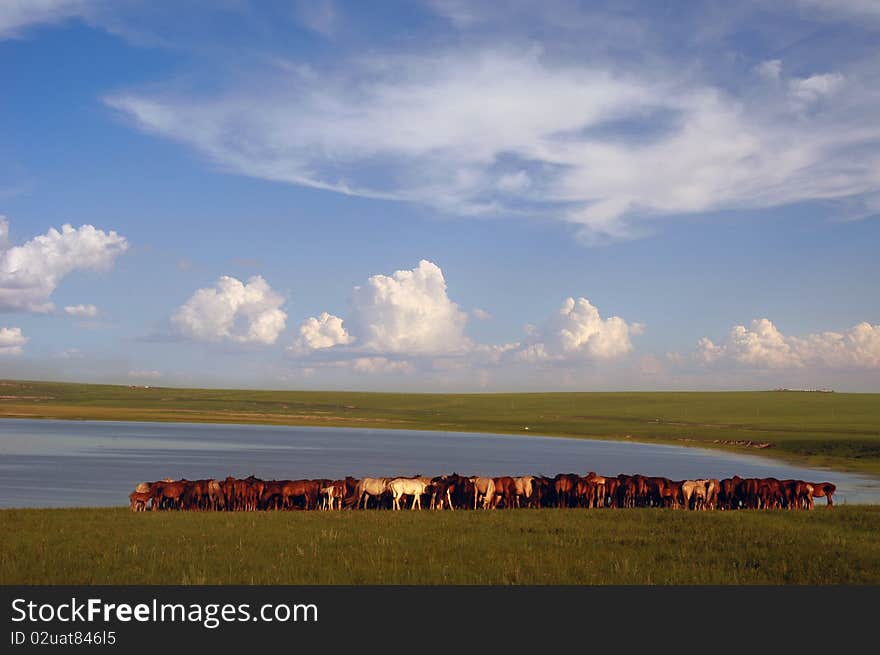 Lake of the horses in the grassland. Lake of the horses in the grassland.