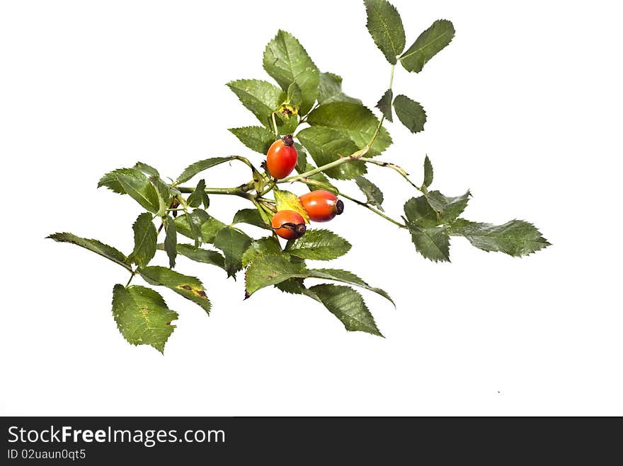 Fruits of wild rose on a white background