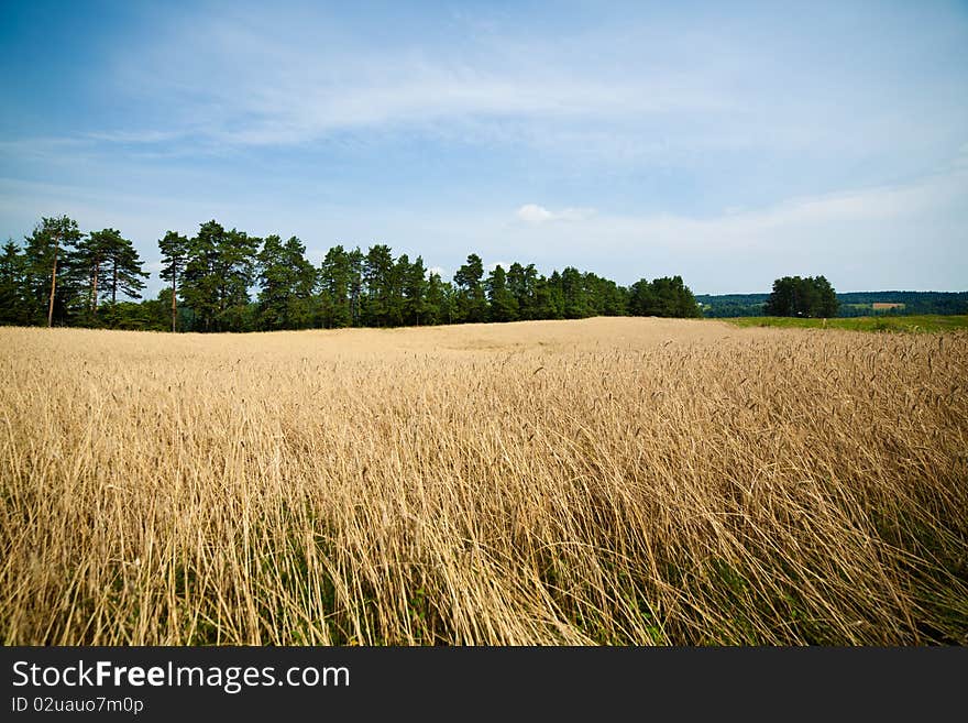 Golden Wheat Ready To Harvest