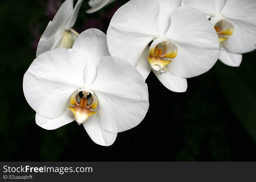 Orchids