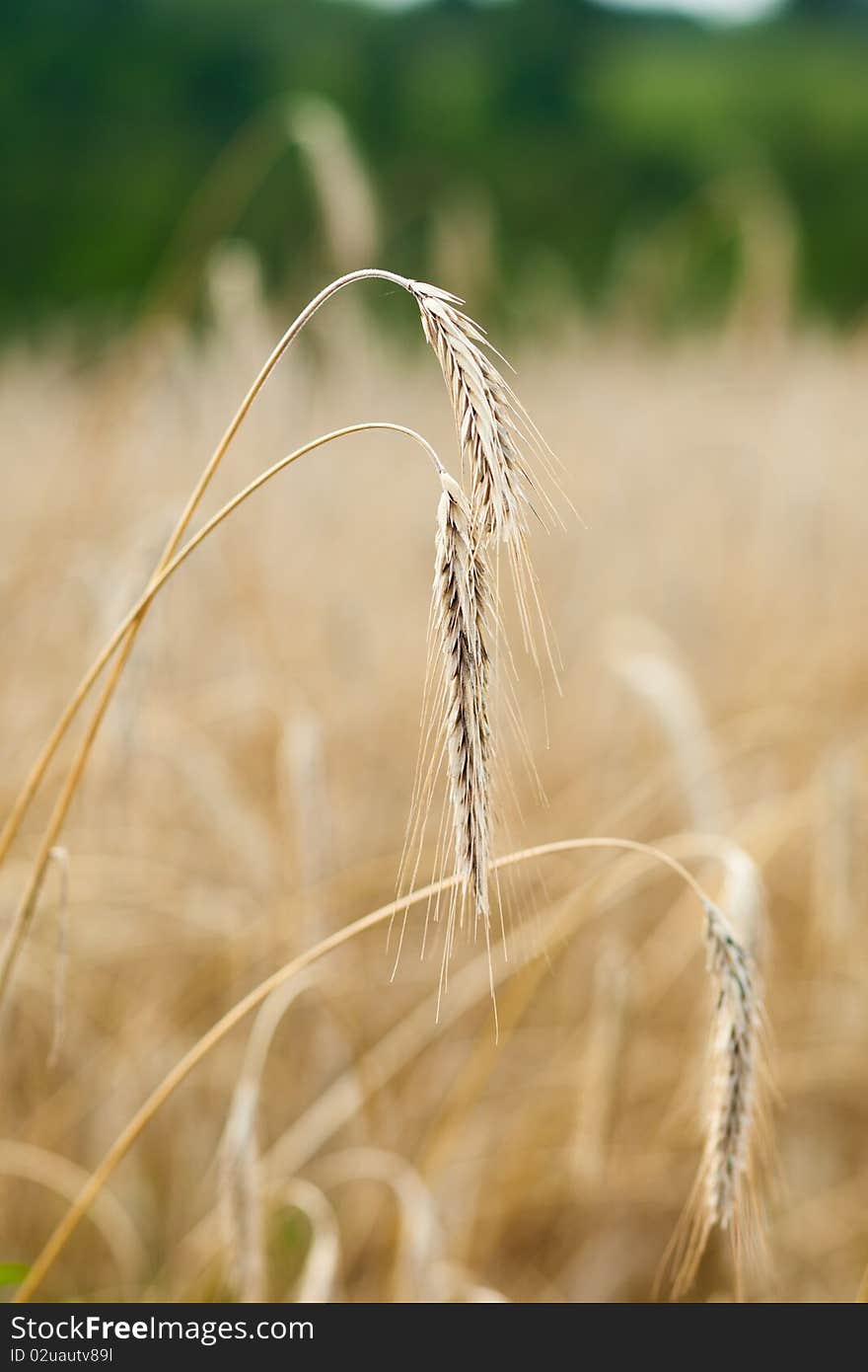 Yellow grain ready for harvest growing in a farm field. Yellow grain ready for harvest growing in a farm field