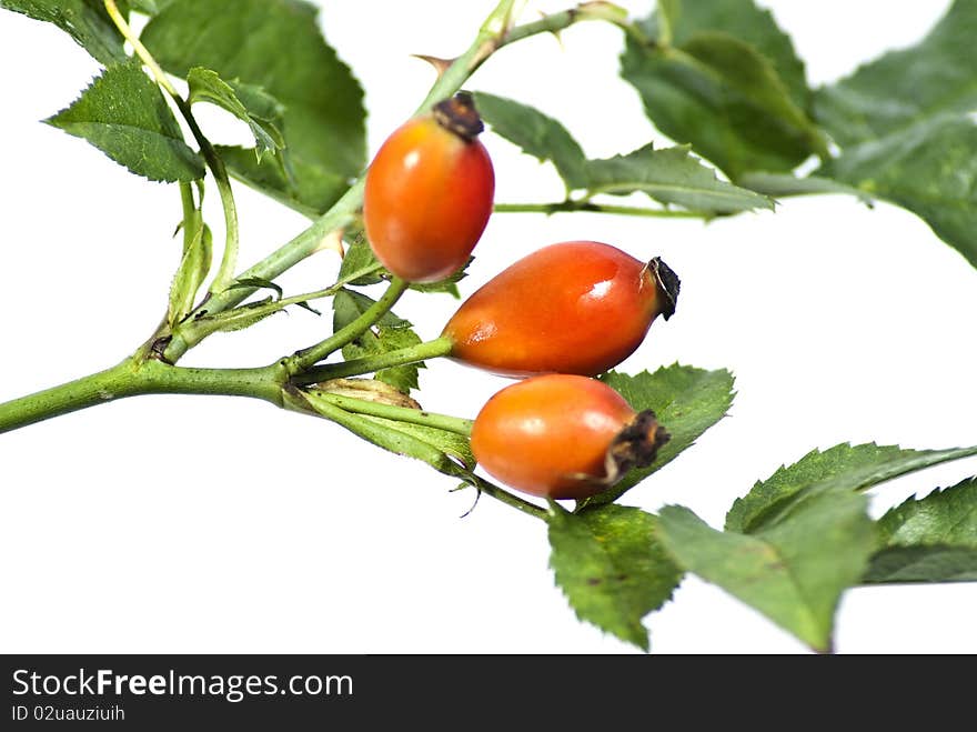 Fruits of wild rose on a white background