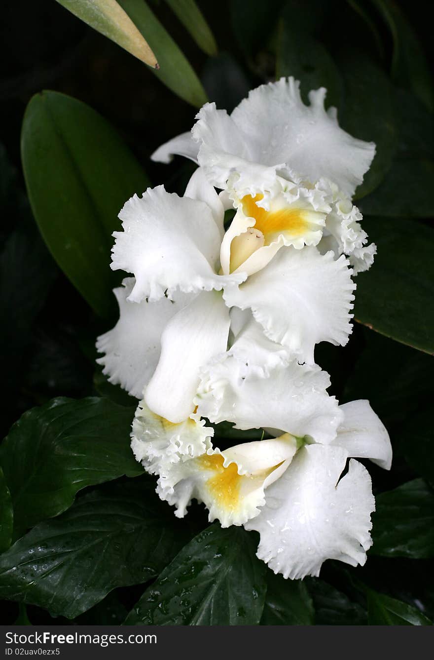 Orchids