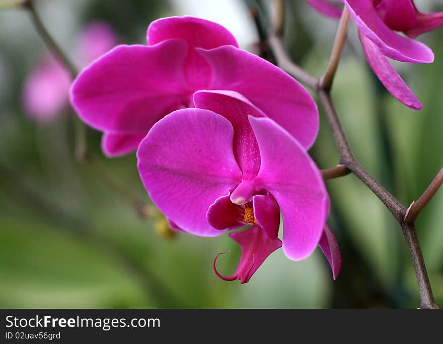 Orchid flowers in a garden. Orchid flowers in a garden