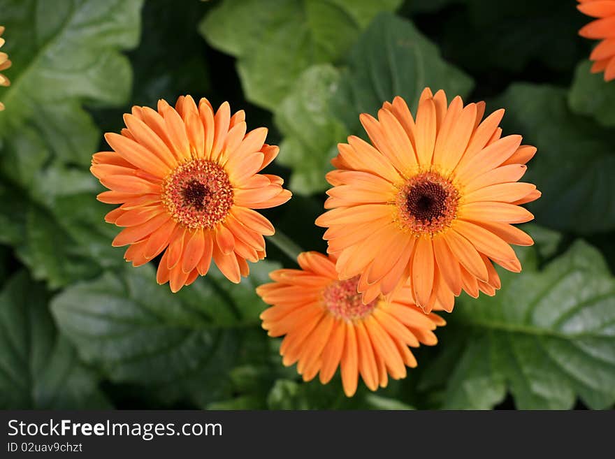 Herbera daisy flowers in a garden