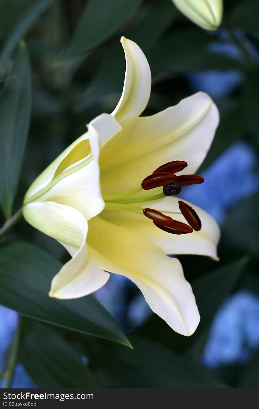 Lily flowers in a garden