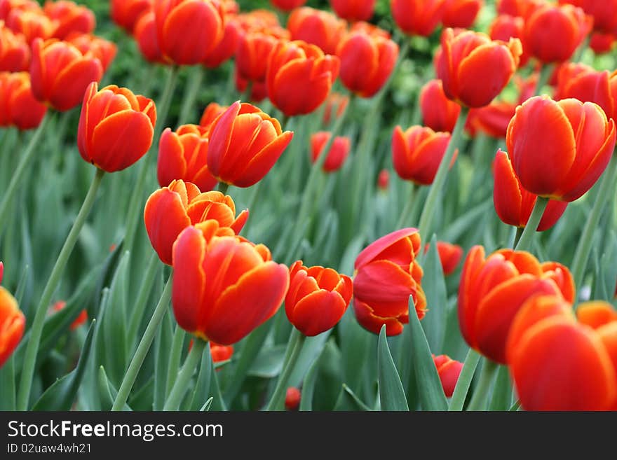 Tulip flowers in a garden. Tulip flowers in a garden