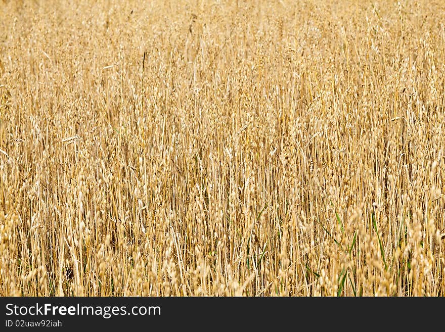 Golden oat field ready for harvest