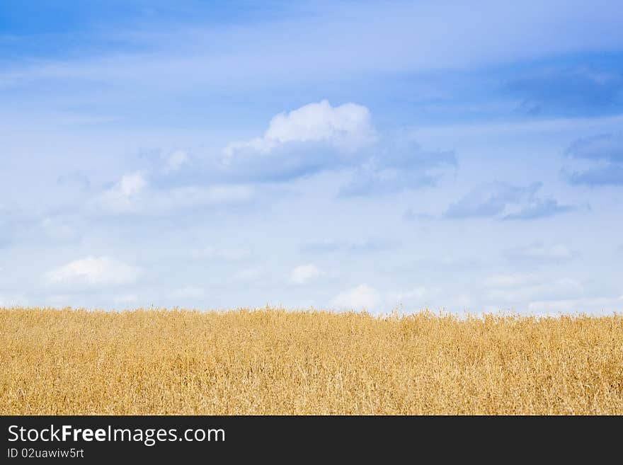 Wheat field