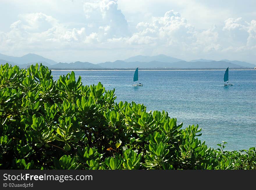 A seascape green plants and two sailboats are sailing