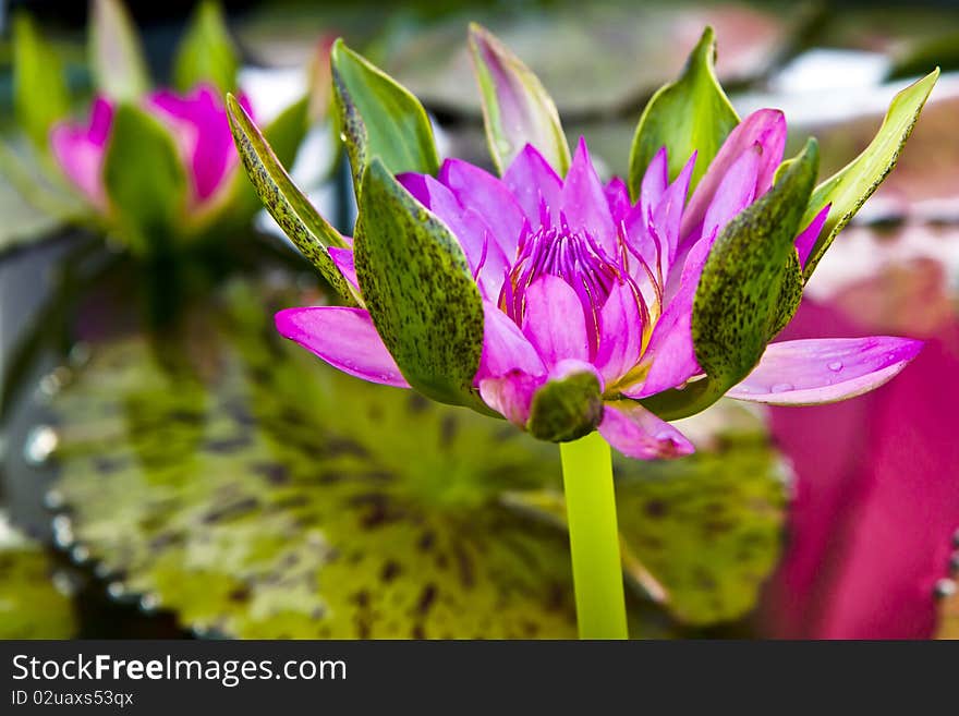 Violet lotus which have green petal. Violet lotus which have green petal