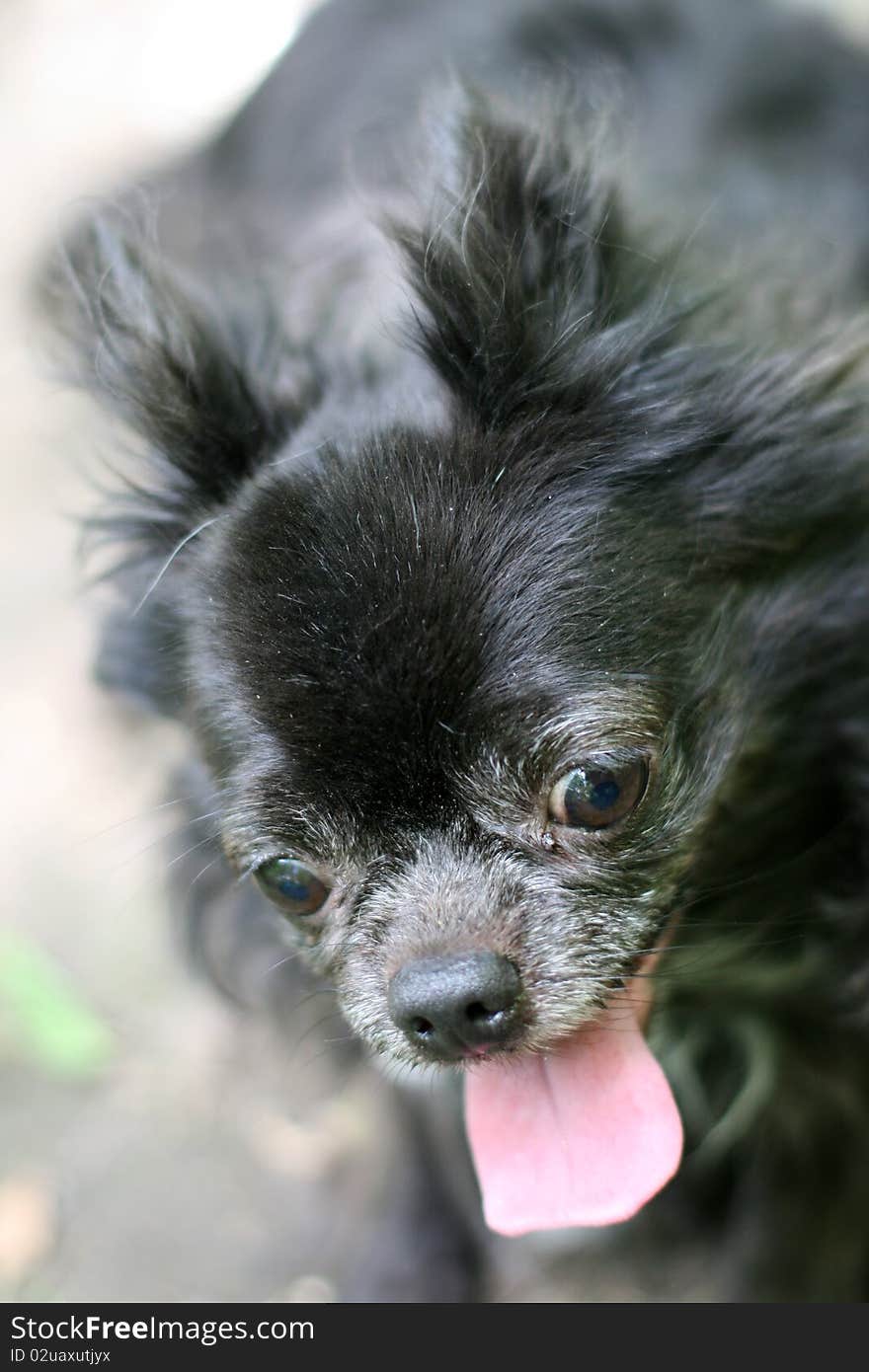 Black Chihuahua head close up