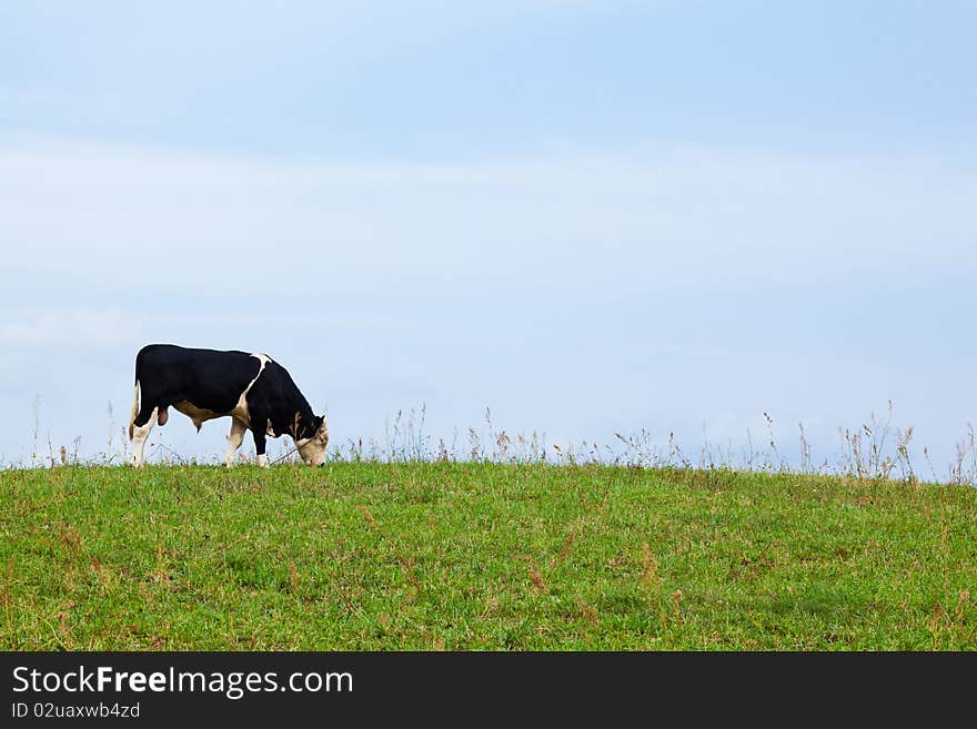 A young bull in the farm meadow, looking down the camera on a beautiful summers day in Poland. A young bull in the farm meadow, looking down the camera on a beautiful summers day in Poland.