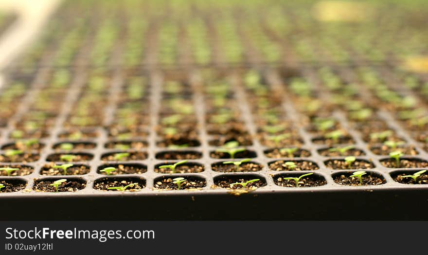 Young tobacco plants in greenhouse