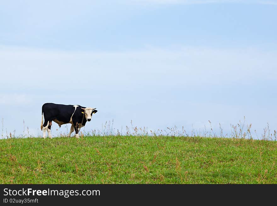 A young bull in the farm meadow, looking down the camera on a beautiful summers day in Poland. A young bull in the farm meadow, looking down the camera on a beautiful summers day in Poland.