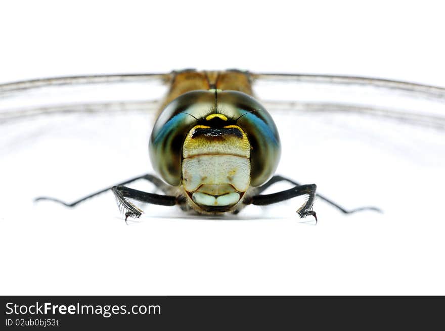 Migrant Hawker full face