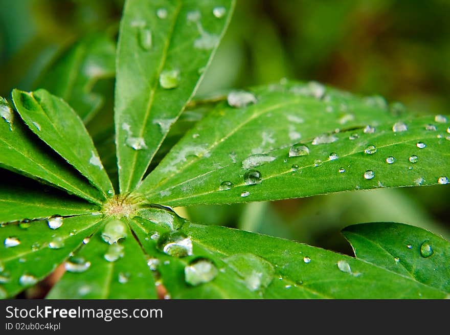 Close up of drops of water on green leafs. Close up of drops of water on green leafs.