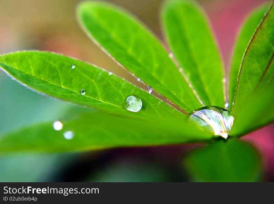 Macro photograph with water drops on green leafs. Macro photograph with water drops on green leafs.