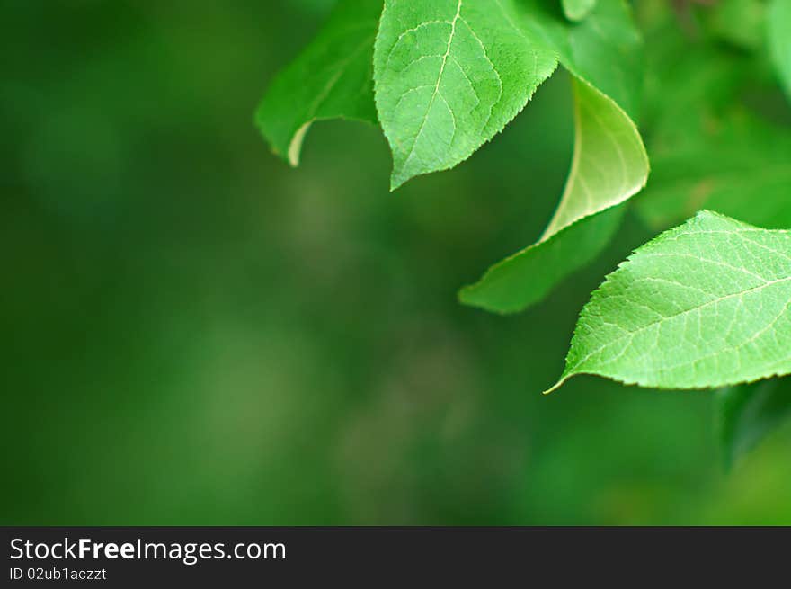 Tree leaves background