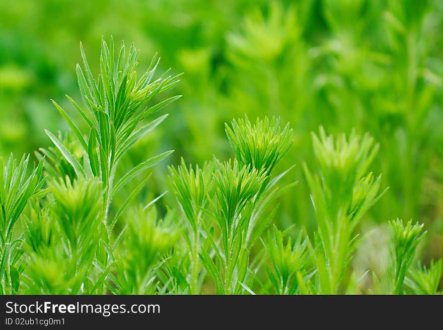 Green leaves of plants during the summer period